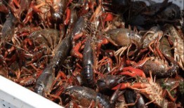 龙虾在线观看,一场味蕾与视觉的盛宴