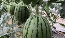 155网红吃瓜,揭秘娱乐圈幕后真相